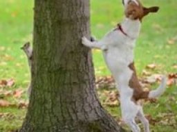 treeing_feist_1_20220619_1527773261